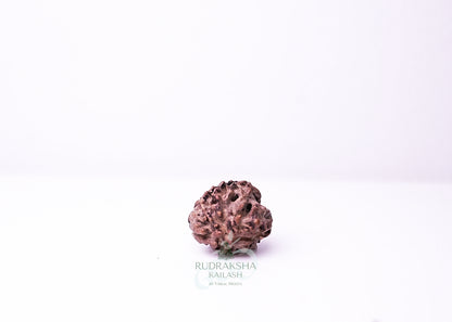 3 Mukhi Nepali Rudraksha - 0314