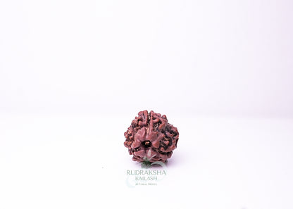 3 Mukhi Nepali Rudraksha - 0315