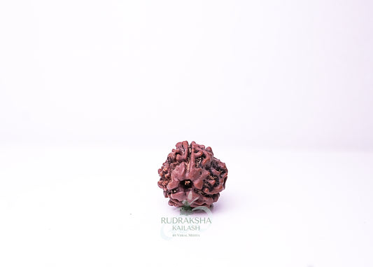 3 Mukhi Nepali Rudraksha - 0315