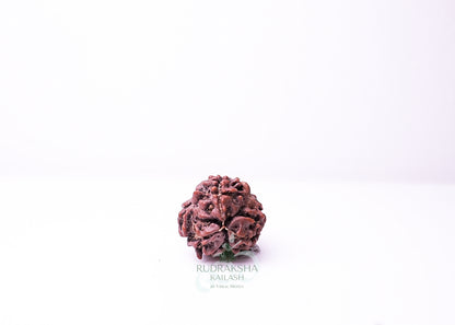 3 Mukhi Nepali Rudraksha - 0315