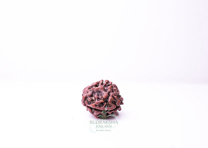 3 Mukhi Nepali Rudraksha - 0315