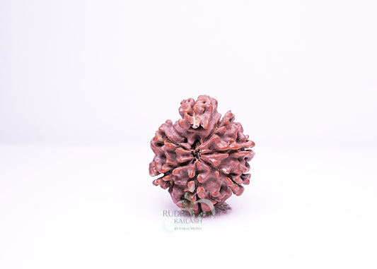 3 Mukhi Nepali Rudraksha - 0314