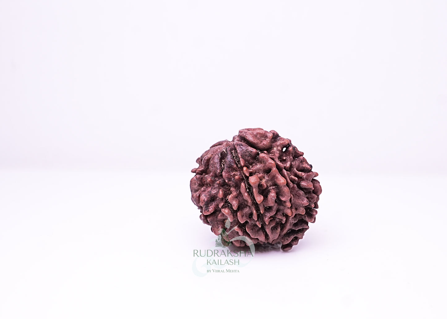 3 Mukhi Nepali Rudraksha - 0314