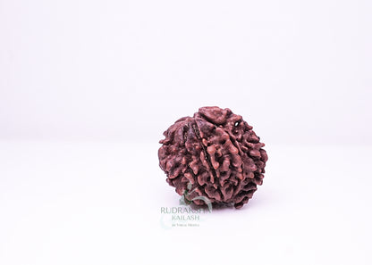 3 Mukhi Nepali Rudraksha - 0314
