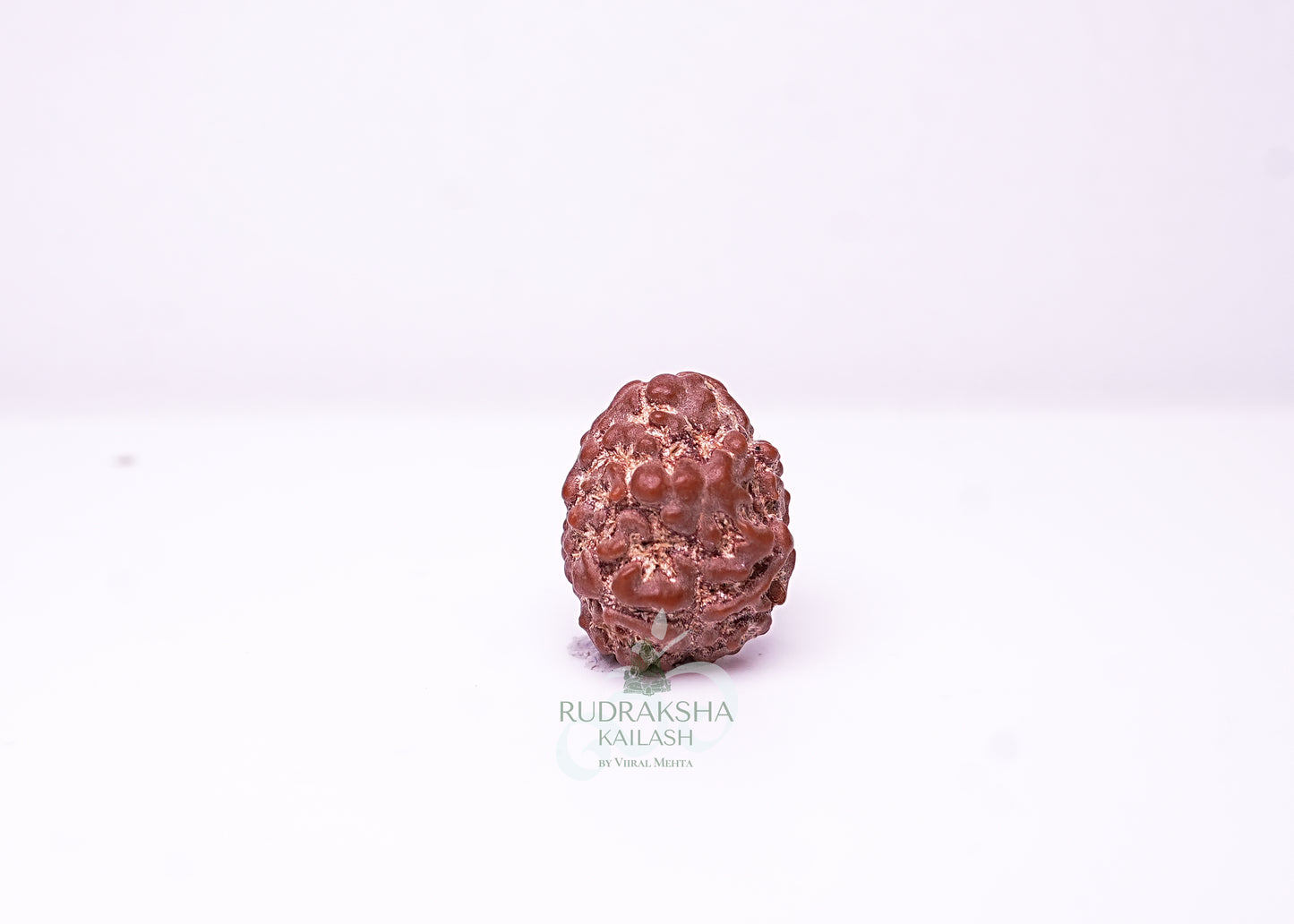 2 Mukhi Nepali Rudraksha - 0201