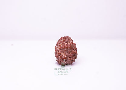 2 Mukhi Nepali Rudraksha - 0201
