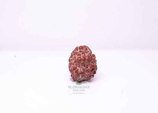 2 Mukhi Nepali Rudraksha - 0201