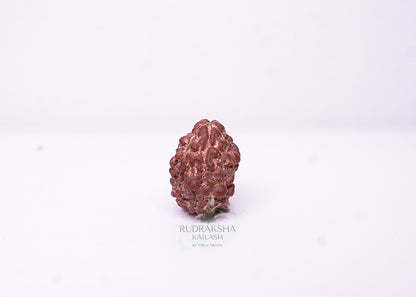 2 Mukhi Nepali Rudraksha - 0201
