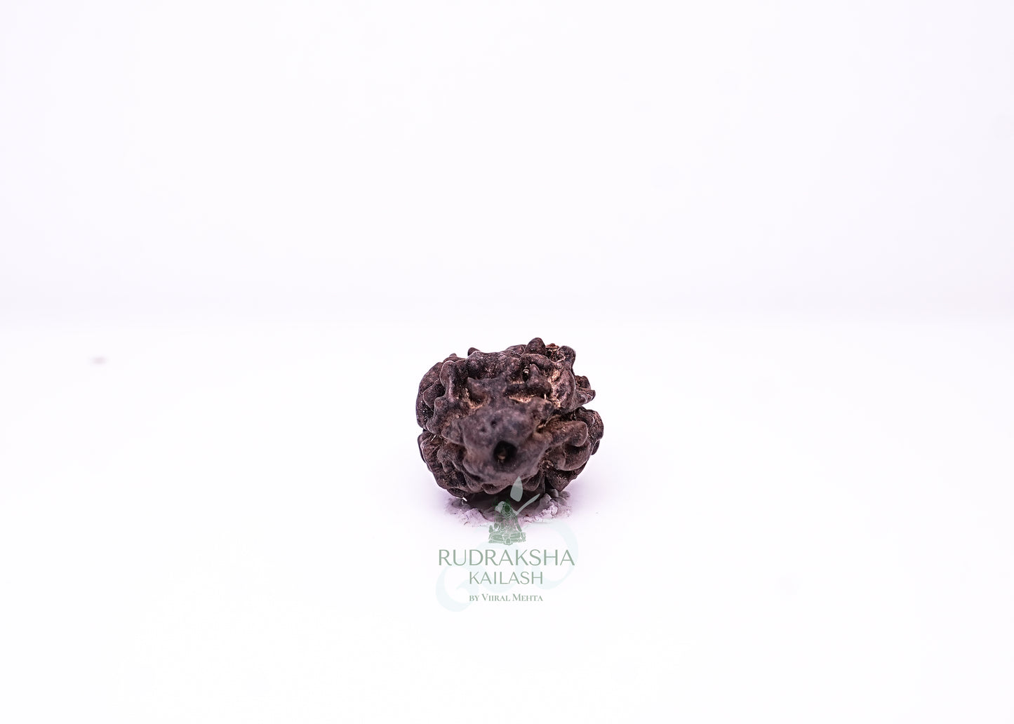 2 Mukhi Nepali Rudraksha - 0202