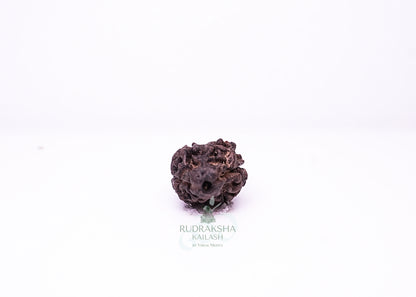 2 Mukhi Nepali Rudraksha - 0202