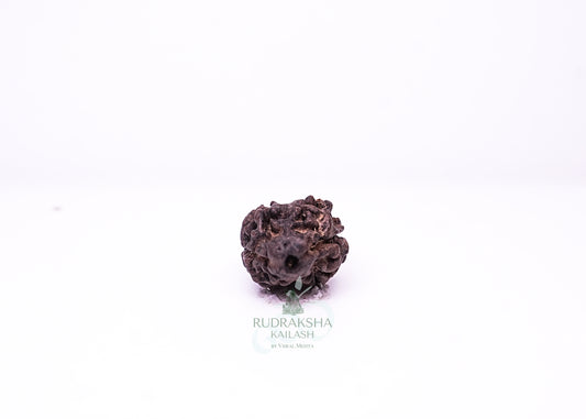 2 Mukhi Nepali Rudraksha - 0202