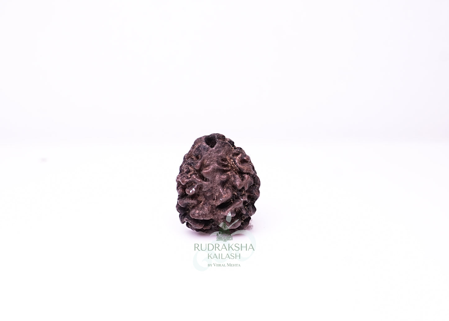 2 Mukhi Nepali Rudraksha - 0202