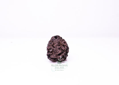 2 Mukhi Nepali Rudraksha - 0202