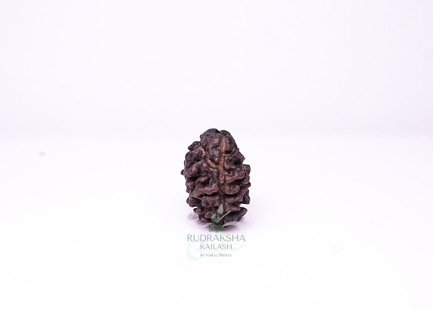 2 Mukhi Nepali Rudraksha - 0202