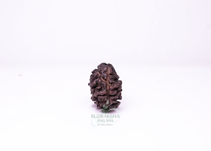 2 Mukhi Nepali Rudraksha - 0202