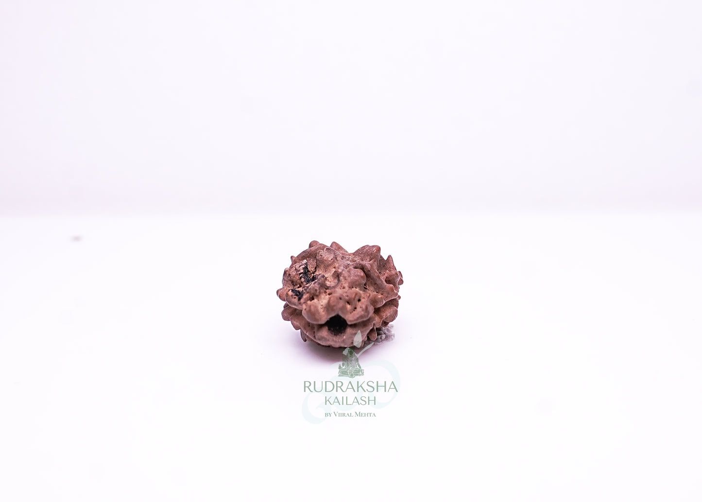 2 Mukhi Nepali Rudraksha - 0203
