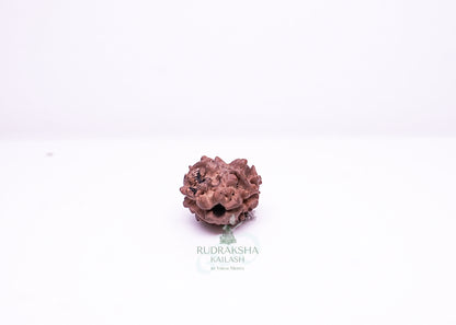 2 Mukhi Nepali Rudraksha - 0203