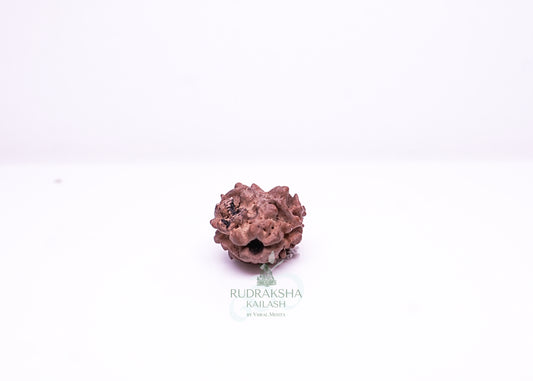 2 Mukhi Nepali Rudraksha - 0203