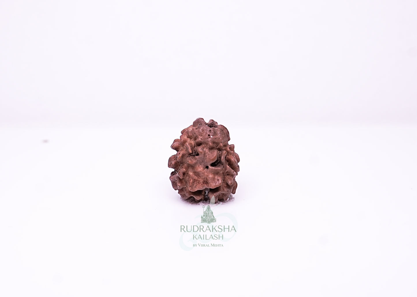 2 Mukhi Nepali Rudraksha - 0203