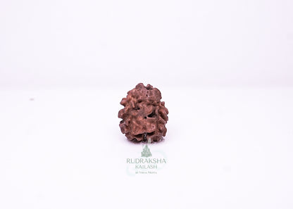 2 Mukhi Nepali Rudraksha - 0203