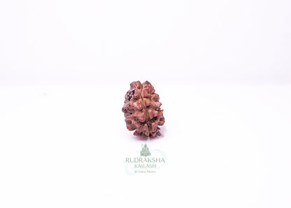 2 Mukhi Nepali Rudraksha - 0203