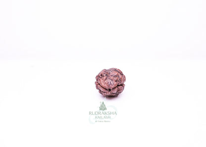 2 Mukhi Nepali Rudraksha - 0204