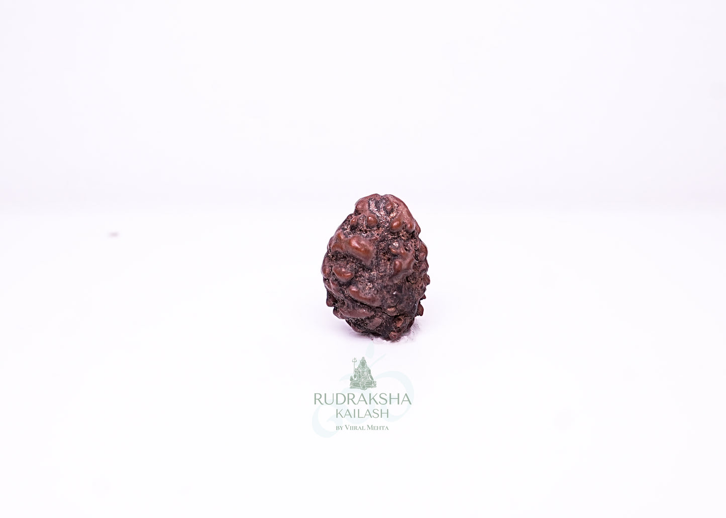 2 Mukhi Nepali Rudraksha - 0204
