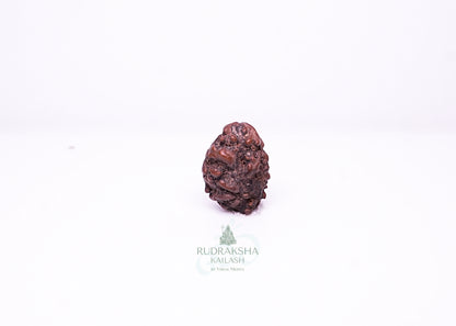 2 Mukhi Nepali Rudraksha - 0204