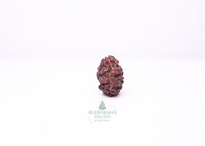 2 Mukhi Nepali Rudraksha - 0204