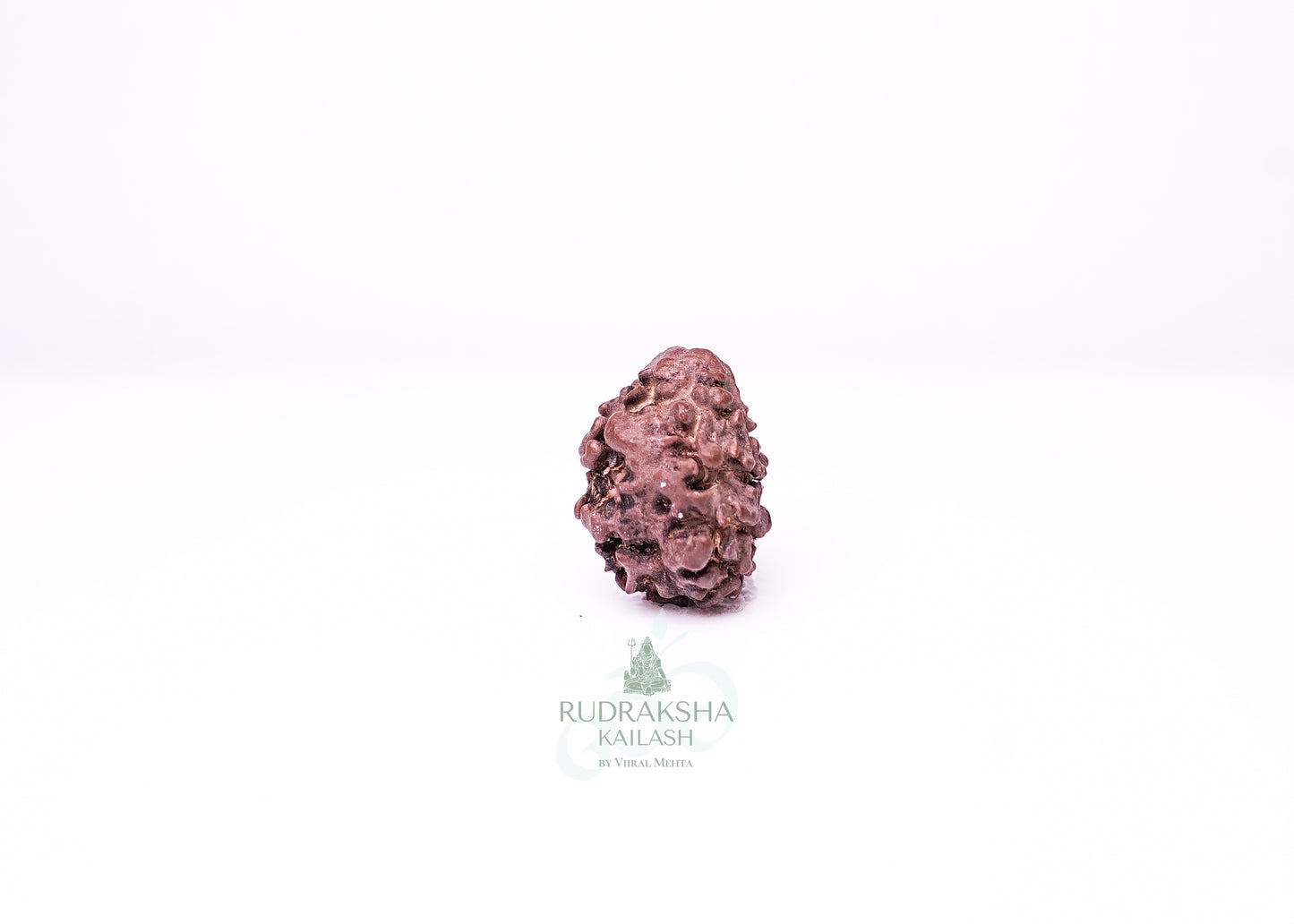 2 Mukhi Nepali Rudraksha - 0205