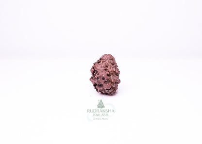 2 Mukhi Nepali Rudraksha - 0205