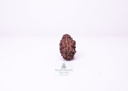 2 Mukhi Nepali Rudraksha - 0205