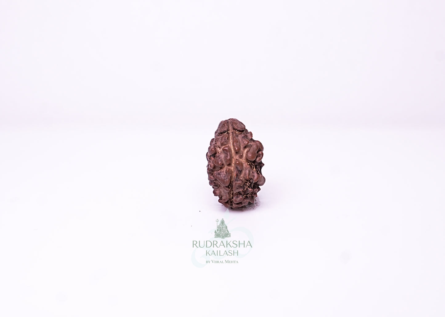 2 Mukhi Nepali Rudraksha - 0206