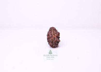 2 Mukhi Nepali Rudraksha - 0206