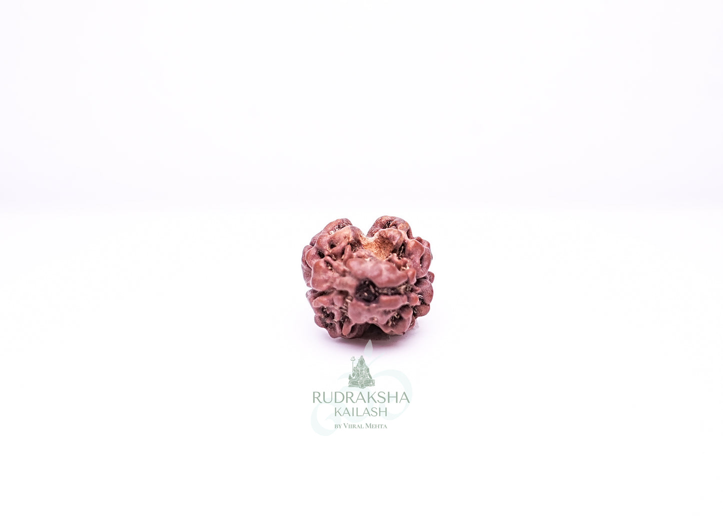 2 Mukhi Nepali Rudraksha - 0207