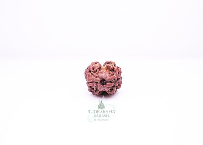 2 Mukhi Nepali Rudraksha - 0207