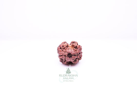 2 Mukhi Nepali Rudraksha - 0207
