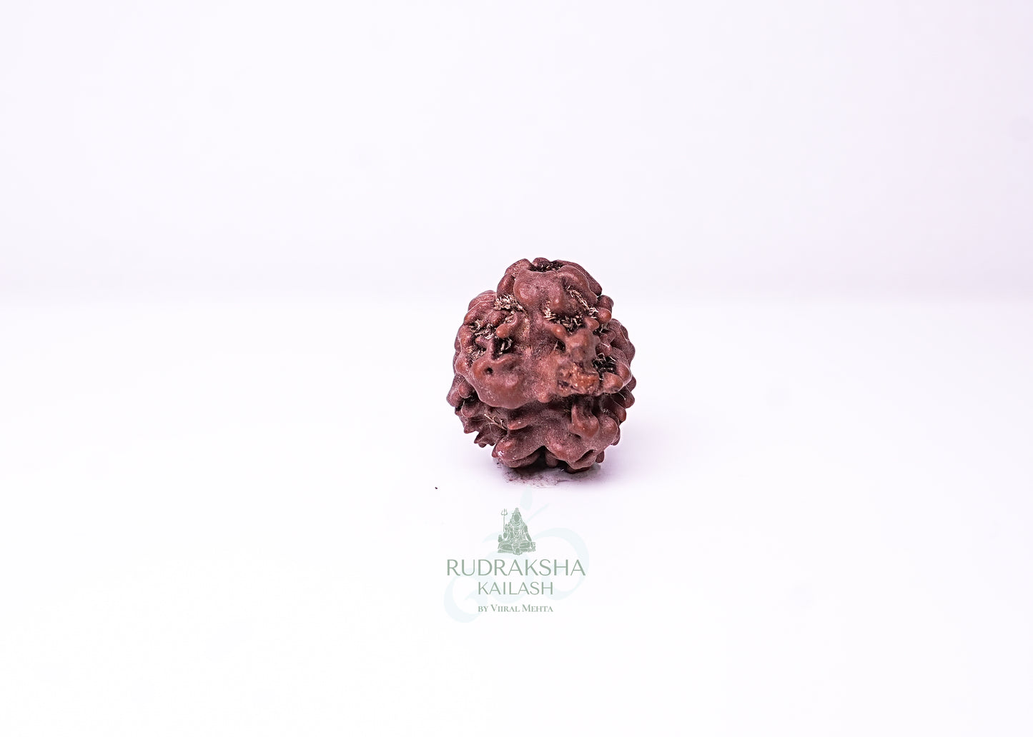 2 Mukhi Nepali Rudraksha - 0207