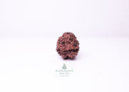 2 Mukhi Nepali Rudraksha - 0207