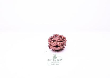 2 Mukhi Nepali Rudraksha - 0208