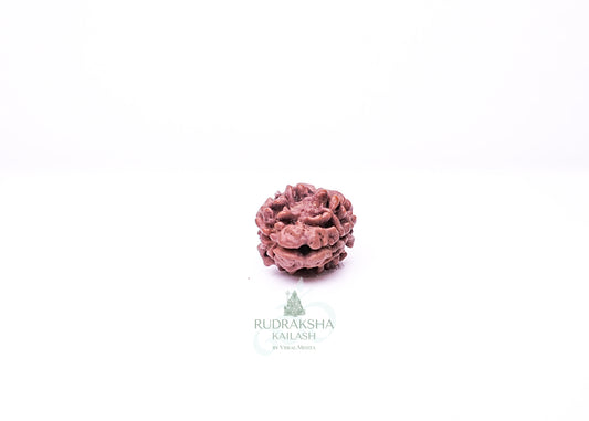 2 Mukhi Nepali Rudraksha - 0208