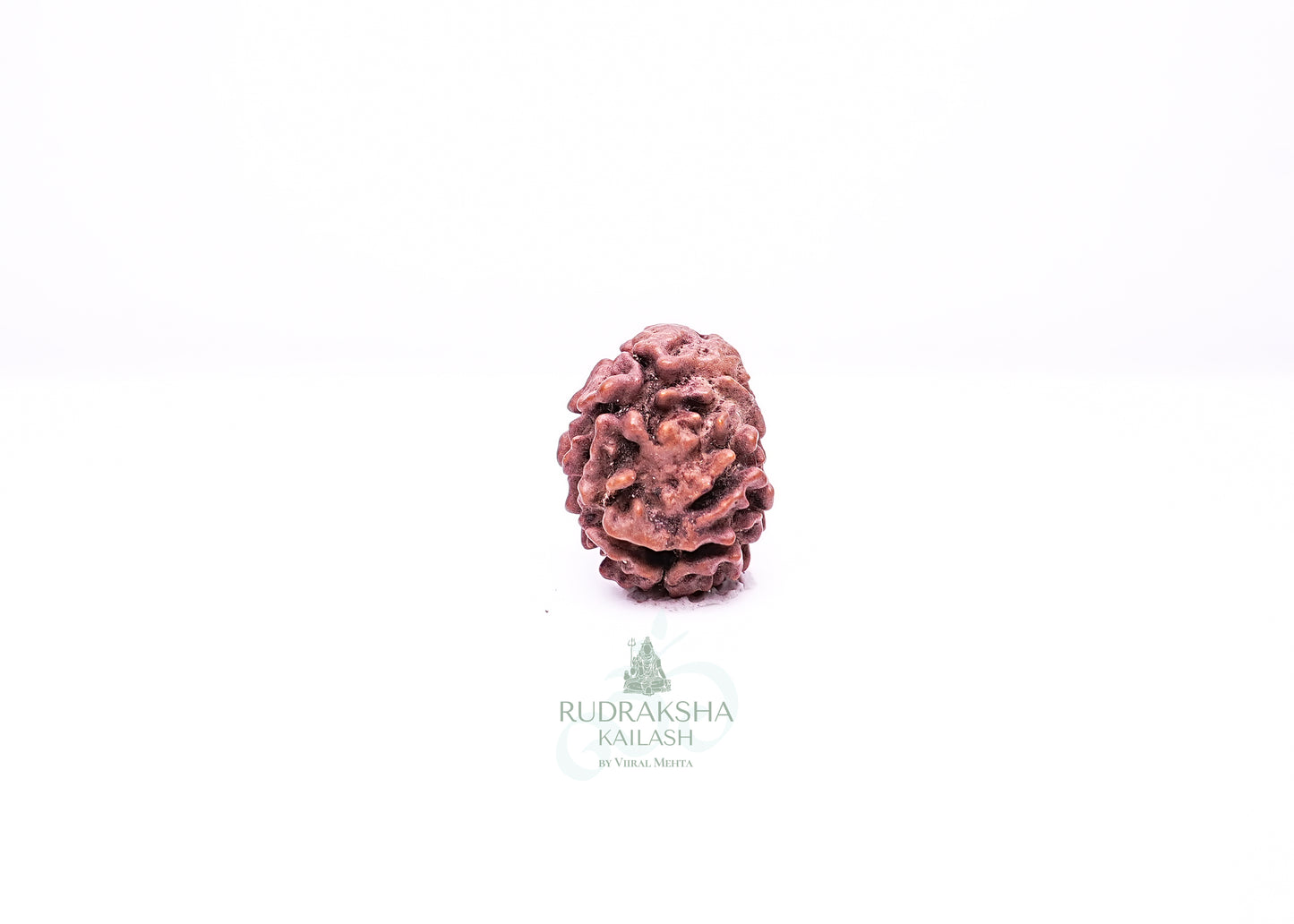 2 Mukhi Nepali Rudraksha - 0208