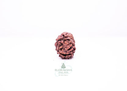 2 Mukhi Nepali Rudraksha - 0208
