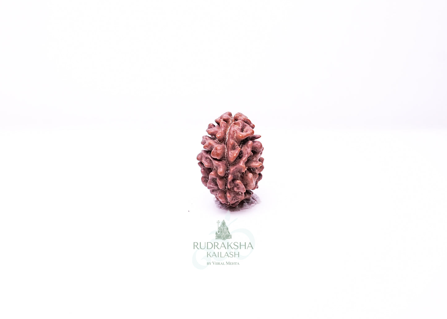 2 Mukhi Nepali Rudraksha - 0208