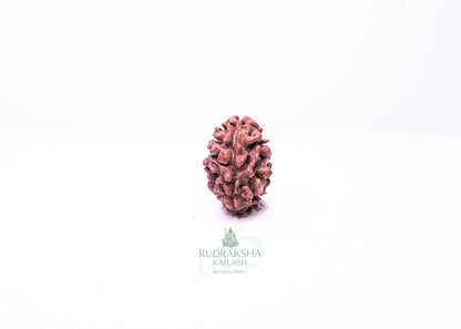 2 Mukhi Nepali Rudraksha - 0208