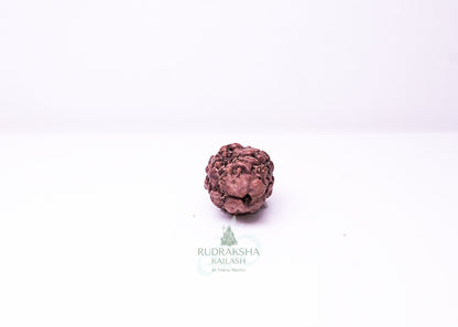 2 Mukhi Nepali Rudraksha - 0209