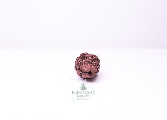 2 Mukhi Nepali Rudraksha - 0209