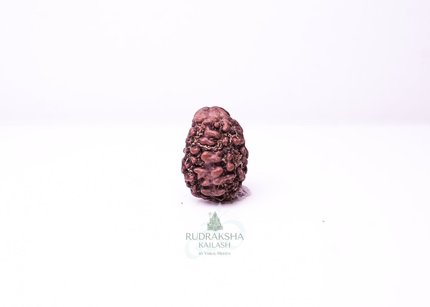 2 Mukhi Nepali Rudraksha - 0209