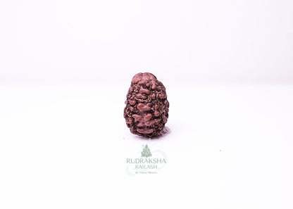 2 Mukhi Nepali Rudraksha - 0209