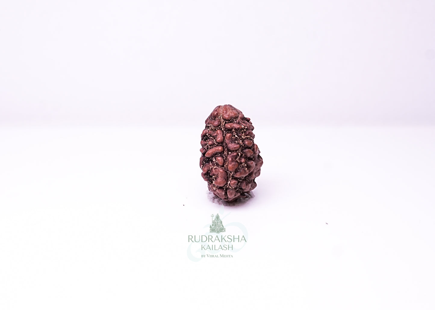 2 Mukhi Nepali Rudraksha - 0209